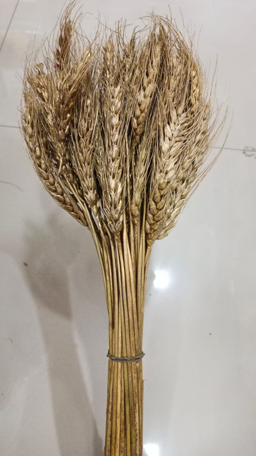 Wheat Grass Gold Bunch Of 10Pcs