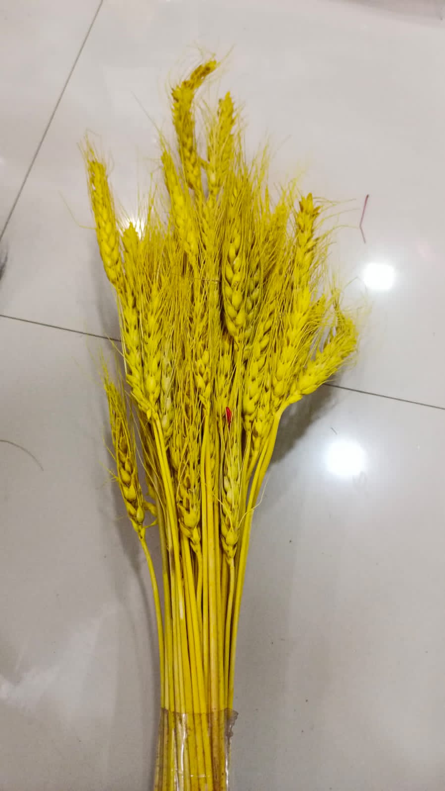 Wheat Garss Yellow Bunch Of 10Pcs