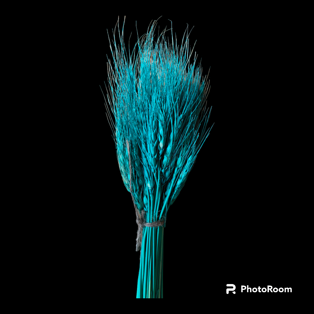 WHEAT GRASS TEAL BLUE 25 PCS PACK