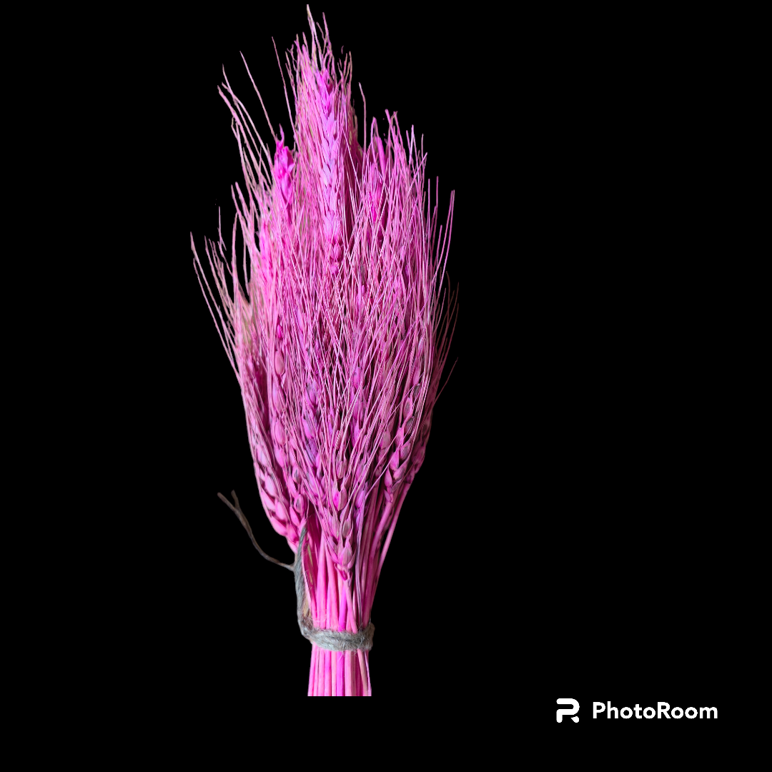 WHEAT GRASS BABY PINK 25 PCS PACK