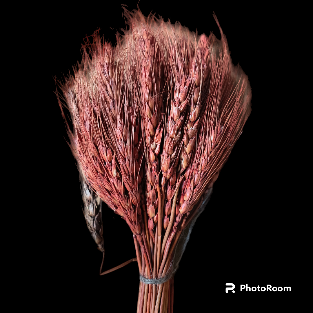 WHEAT GRASS LIGHT BROWN 25 PCS PACK