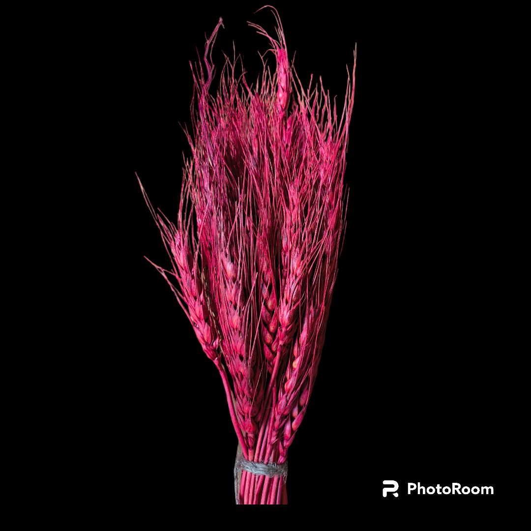 WHEAT GRASS PINK 25 PCS PACK