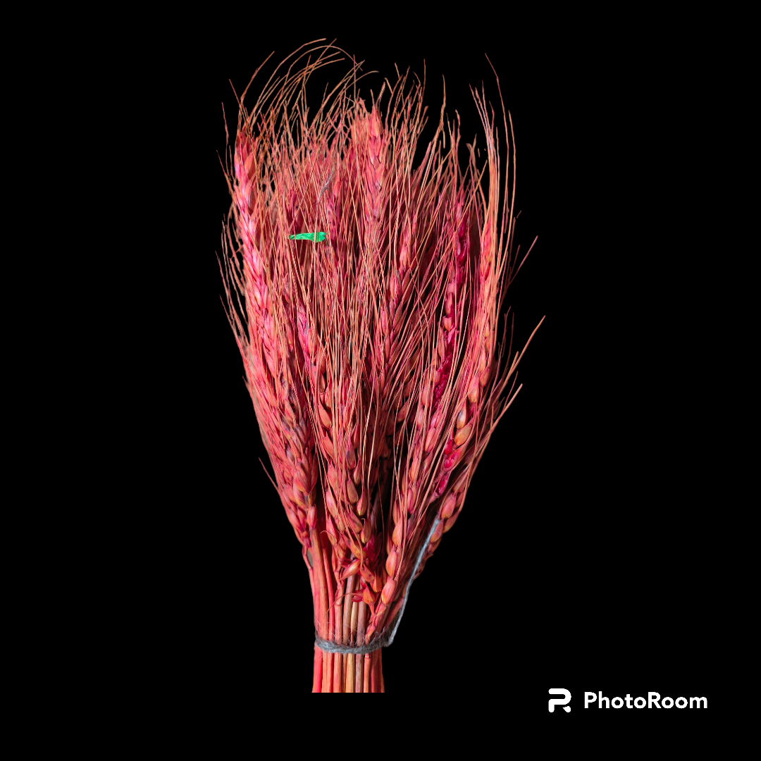 WHEAT GRASS RED 25 PCS PACK