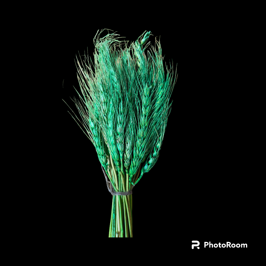 WHEAT GRASS GREEN 25 PCS PACK