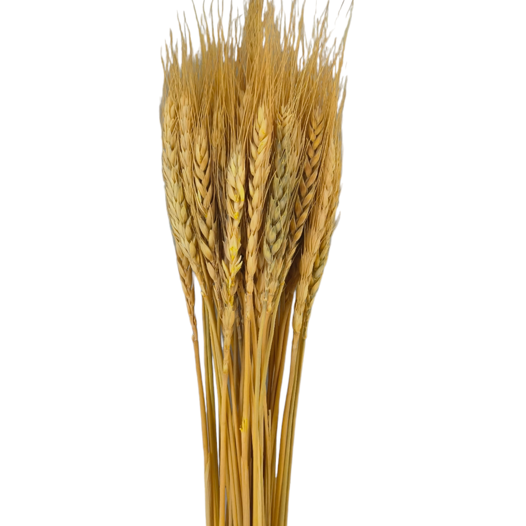 WHEAT GRASS DARK NATURAL BUNCH-25PCS