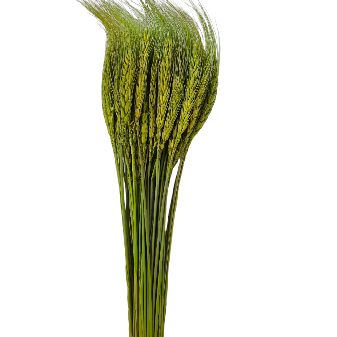 WHEAT GRASS DARK GREEN BUNCH-25PCS