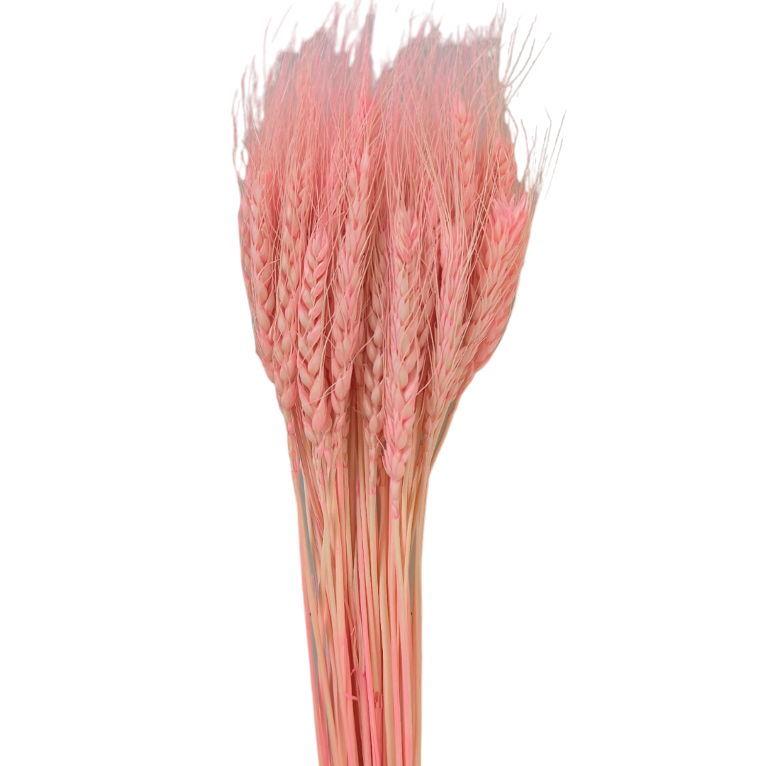 WHEAT GRASS LIGHT PINK BUNCH-25PCS