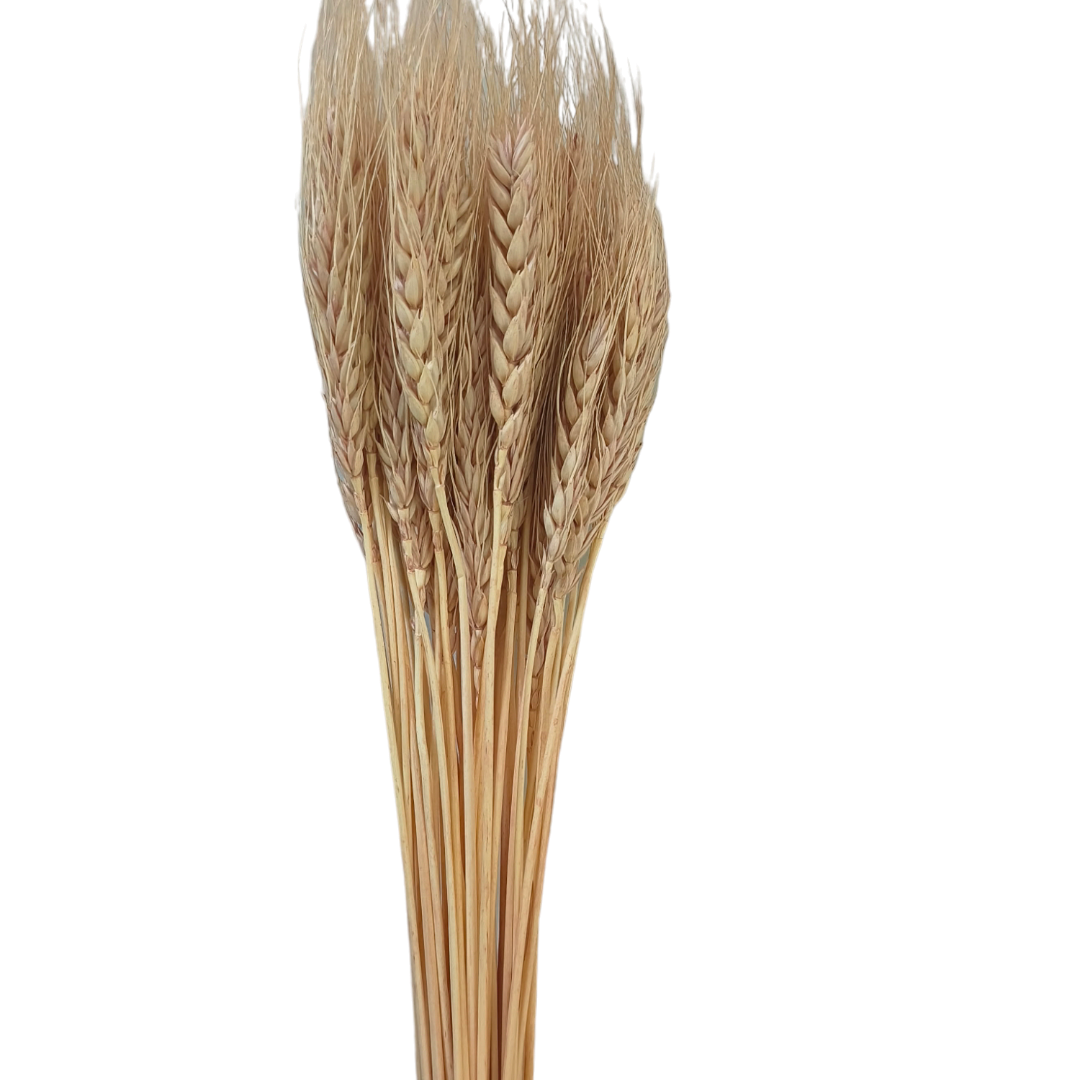 WHEAT GRASS NATURAL BUNCH-25PCS