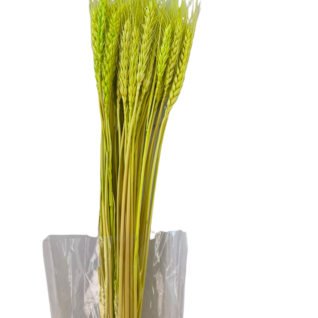 WHEAT GRASS GREEN BUNCH-25PCS
