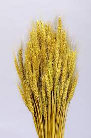 WHEAT GRASS YELLOW PACK OF 25 PCS