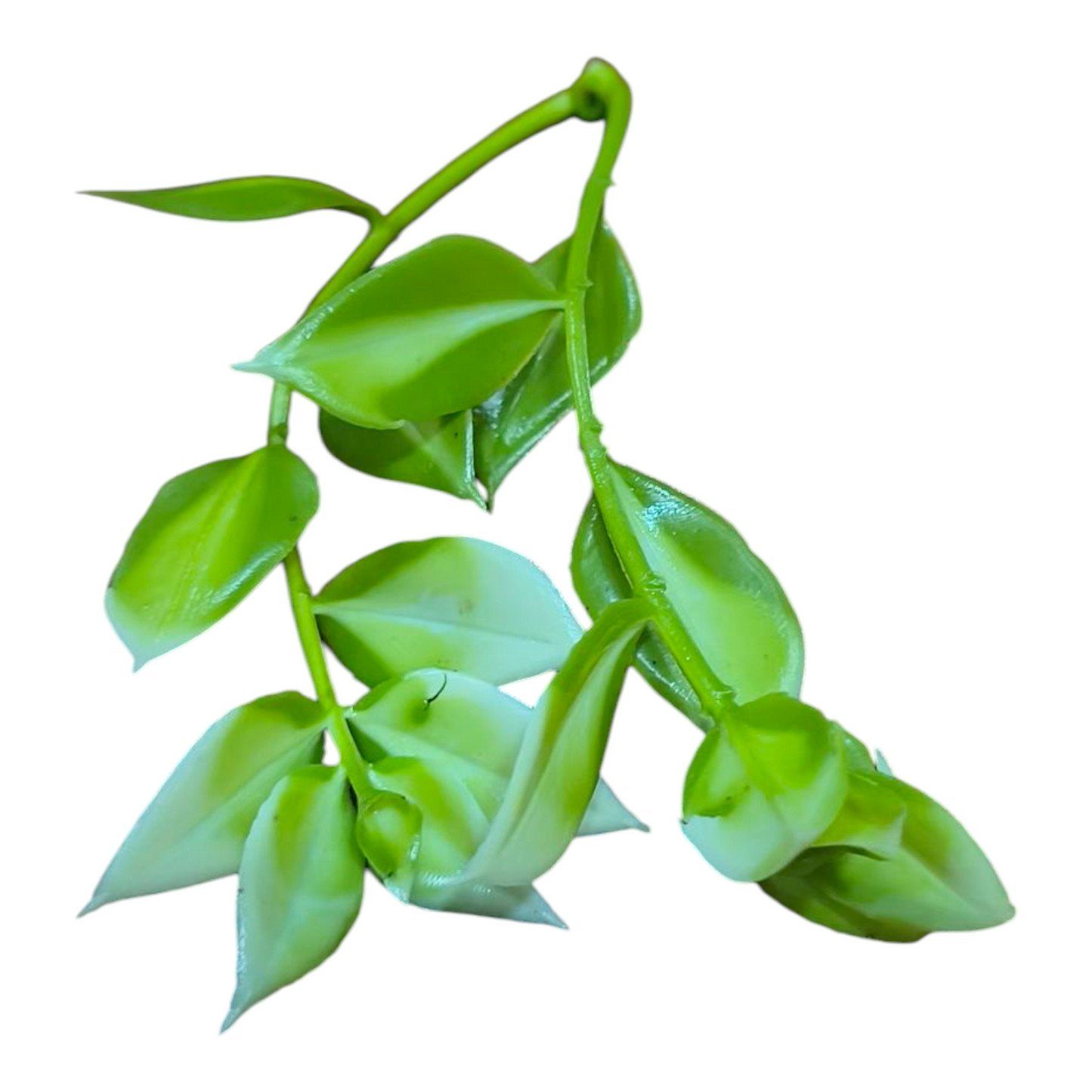 Artificial Green Leaf pack of 25 PC's #7